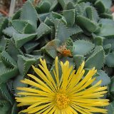 Faucaria britteniae